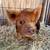 Kunekune 1 thumbnail