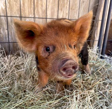 Kunekune 1