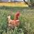 Laying hens 1 thumbnail