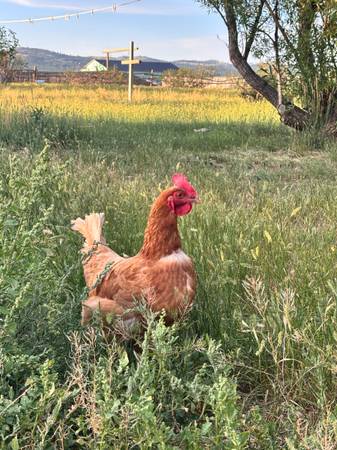 Laying hens 1