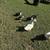 Ducks 1 thumbnail
