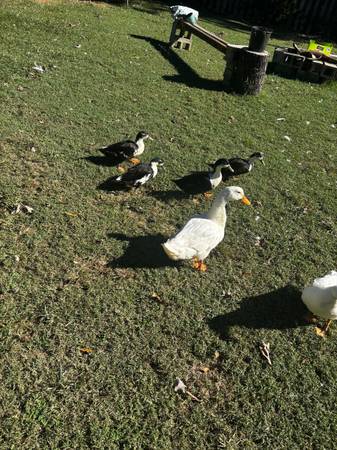 Ducks 1