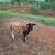 Ewe sheep 2 thumbnail