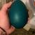 Emus & Eggs 1 thumbnail