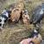 Kune Kune Piglets 15 thumbnail