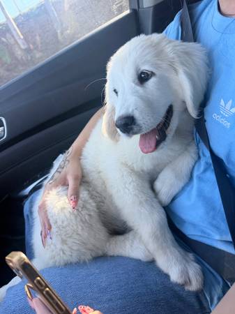 Great Pyrenees puppy584142303548549121
