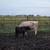 Cow/Calf Pair 6 thumbnail