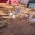 Pigeons 8 thumbnail
