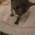 Kittens 5 thumbnail