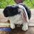 Velveteen lops 2 thumbnail