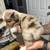 Mini Australian Shepherd 16 thumbnail