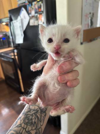 Flame point baby (Spanaway)5423895667448422414