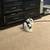2 Rabbits 1 thumbnail