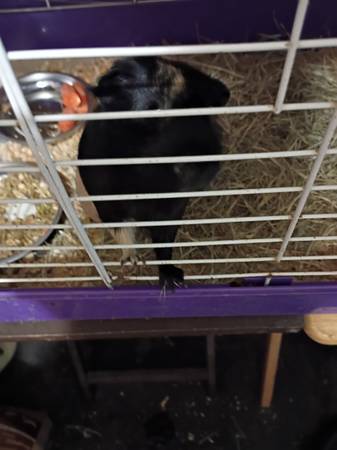 Guinea Pig (Marrero La)