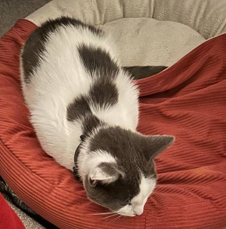 Found Kitten needs a home 1