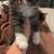 Non standard munchkins 2 thumbnail
