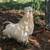Goats, sheep, chickens 4 thumbnail