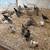 Turkeys 2 thumbnail