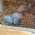 Bird 2 thumbnail