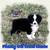 Australian Shepherds 4 thumbnail
