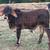 Brahman Bull Calf 3 thumbnail