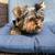 Yorkie boy 2 thumbnail