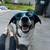 1.5 year old Mini aussie Border Collie Mix 5 thumbnail