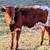 Longhorn Cattle Pair 2 thumbnail