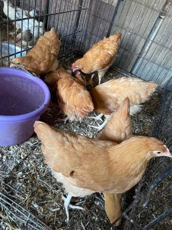 Chicken (Buff Orpington) 1