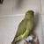 Indian Ringneck 4 thumbnail