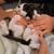 Kittens 6 weeks 2 thumbnail