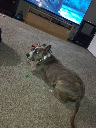 Female boxes mix needs good home(Free) 1