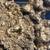 Vintage  Gold Nugget Replica 1273 gramy 9" X 6" 9 thumbnail