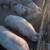 Meat Hogs 4 thumbnail