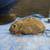 Rabbit 2 thumbnail