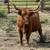 Scottish highland cattle 11 thumbnail