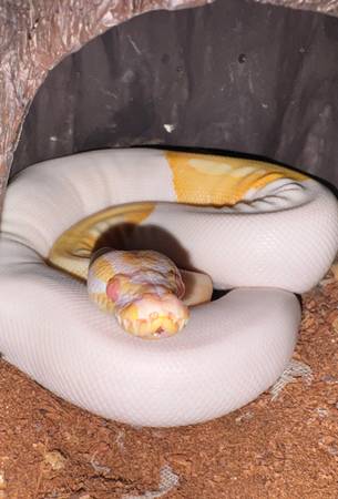 Ball Python and Setup 1