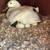 Ducklings 14 thumbnail