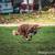 Pet Pics! Pet Portrait & Action Shot Photography 8 thumbnail