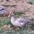 Muscovy Duck 3 thumbnail