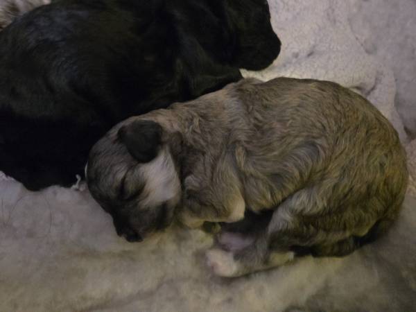 Maltipoo puppy (san jose north)63836593070339120
