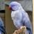 Lavender Indian Ringneck - male 7 thumbnail