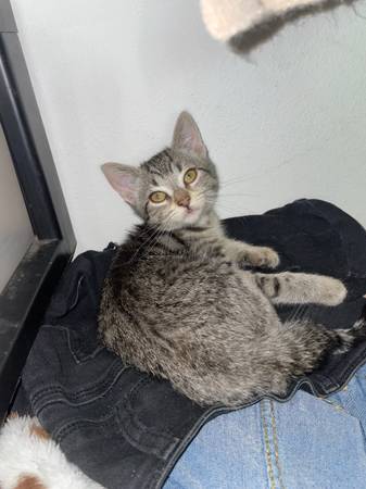 Female kitten (Battleground)63842374242049123