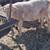 Lamb 6 thumbnail