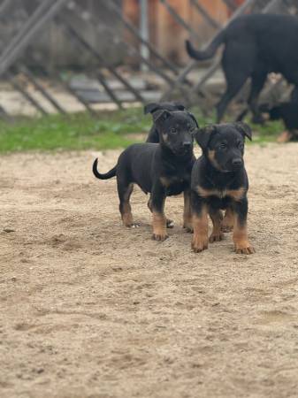 German shepherd/ Malinois 1