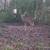 Deer/HOG HUNTING 6 thumbnail