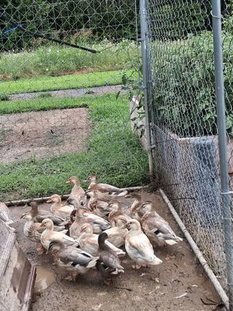 Austrailian spotted ducks 1