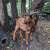 Billy goat 14 thumbnail