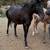 ApHC broodmare 2 thumbnail