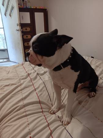 Boston terrier 1